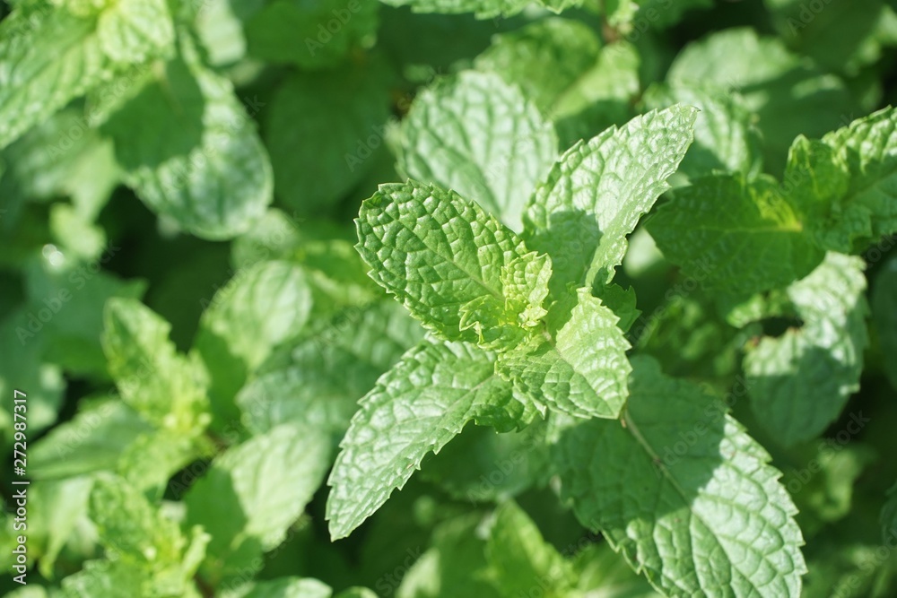 close up kitchen mint plants in nature garden close up kitchen mint plants in nature garden