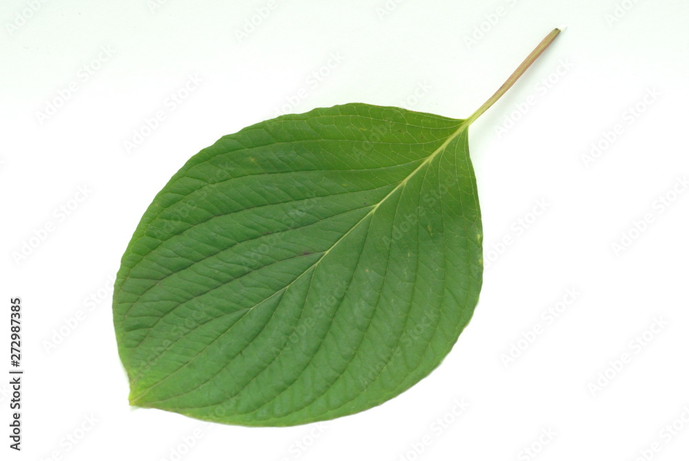 Obraz premium green leaf isolated on white background