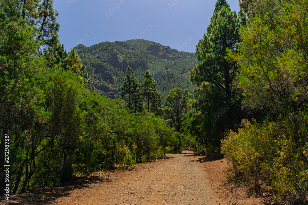 La Orotava trail, with green canarian pines and vegetation, blue sky and afternoon sunlight, Tenerife, Canary islands, Spain La Orotava trail, with green canarian pines and vegetation, blue sky and afternoon sunlight, Tenerife, Canary islands, Spain