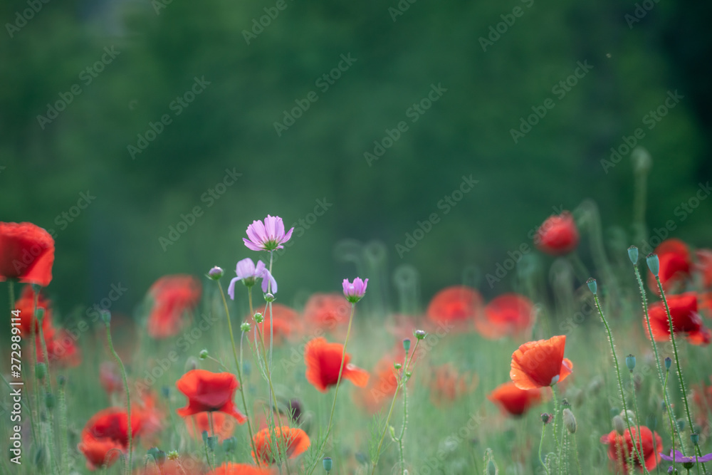 Fototapeta premium 양귀비