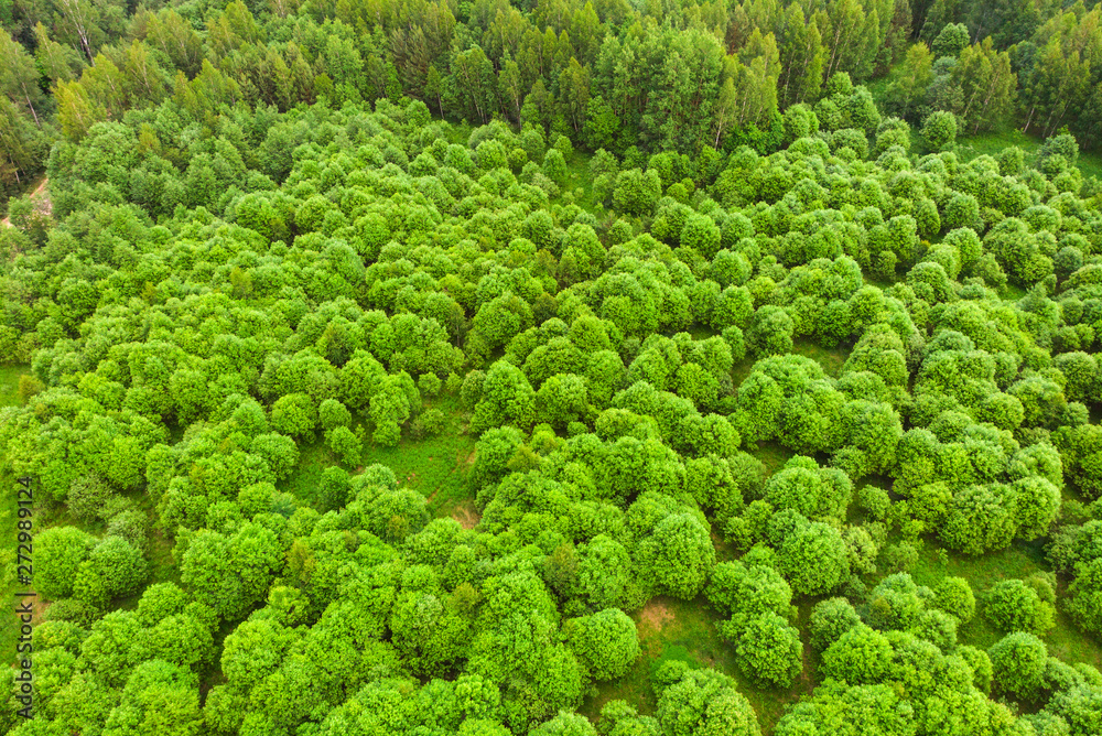Picturesque aerial view of the green forest. Beautiful natural landscape from air in summer.