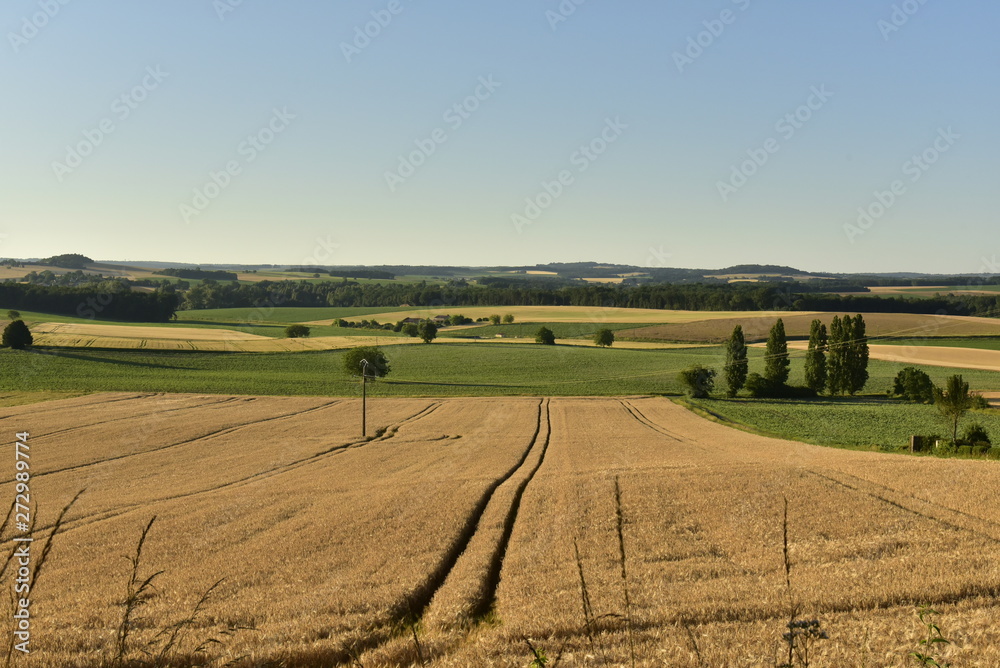 Double lignes dans un champs de blé sous la lumière du coucher de soleil à Champagne-et-Fontaine au Périgord Vert