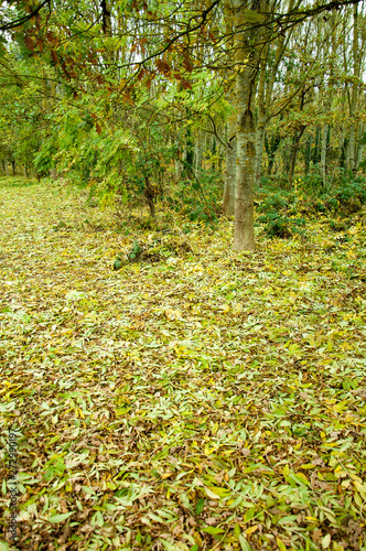 Fototapeta Naklejka Na Ścianę i Meble -  Autumn leaves on the ground.
