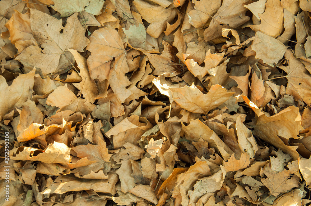 Dry old autumn leaves on the ground. Dry old autumn leaves on the ground.