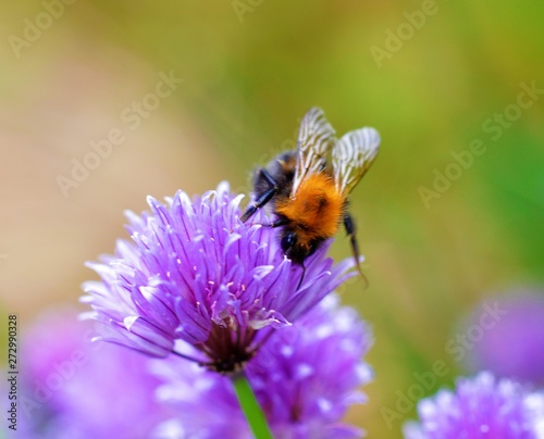 Bee on a chive flower. © paulst15