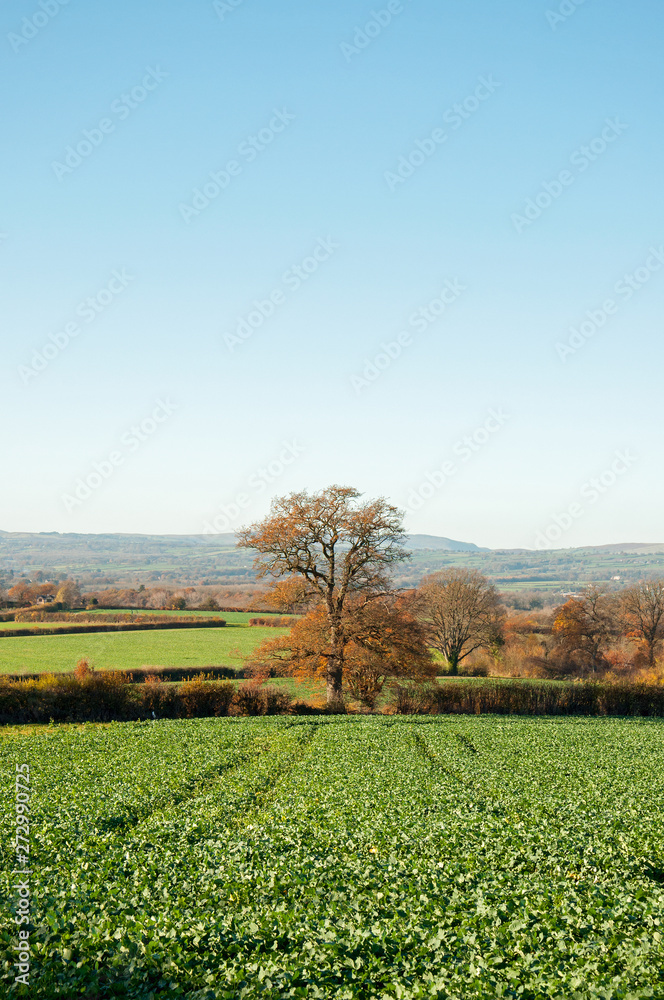 Crops of food in the English countryside.