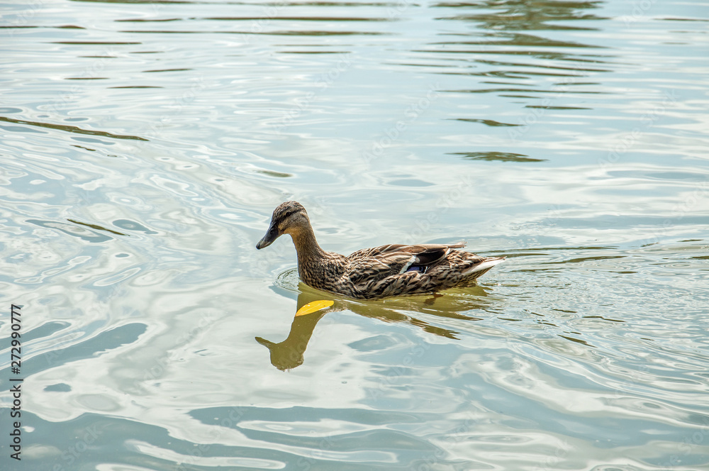 Mallard duck swimming on a pond.