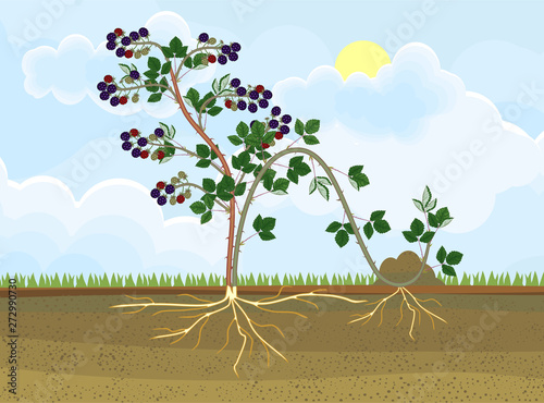 Propagation by layering. Blackberry plant vegetative reproduction scheme