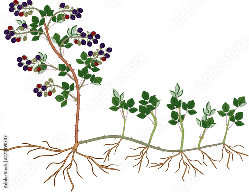 Plant propagation by sucker. Blackberry plant vegetative reproduction scheme isolated on white background