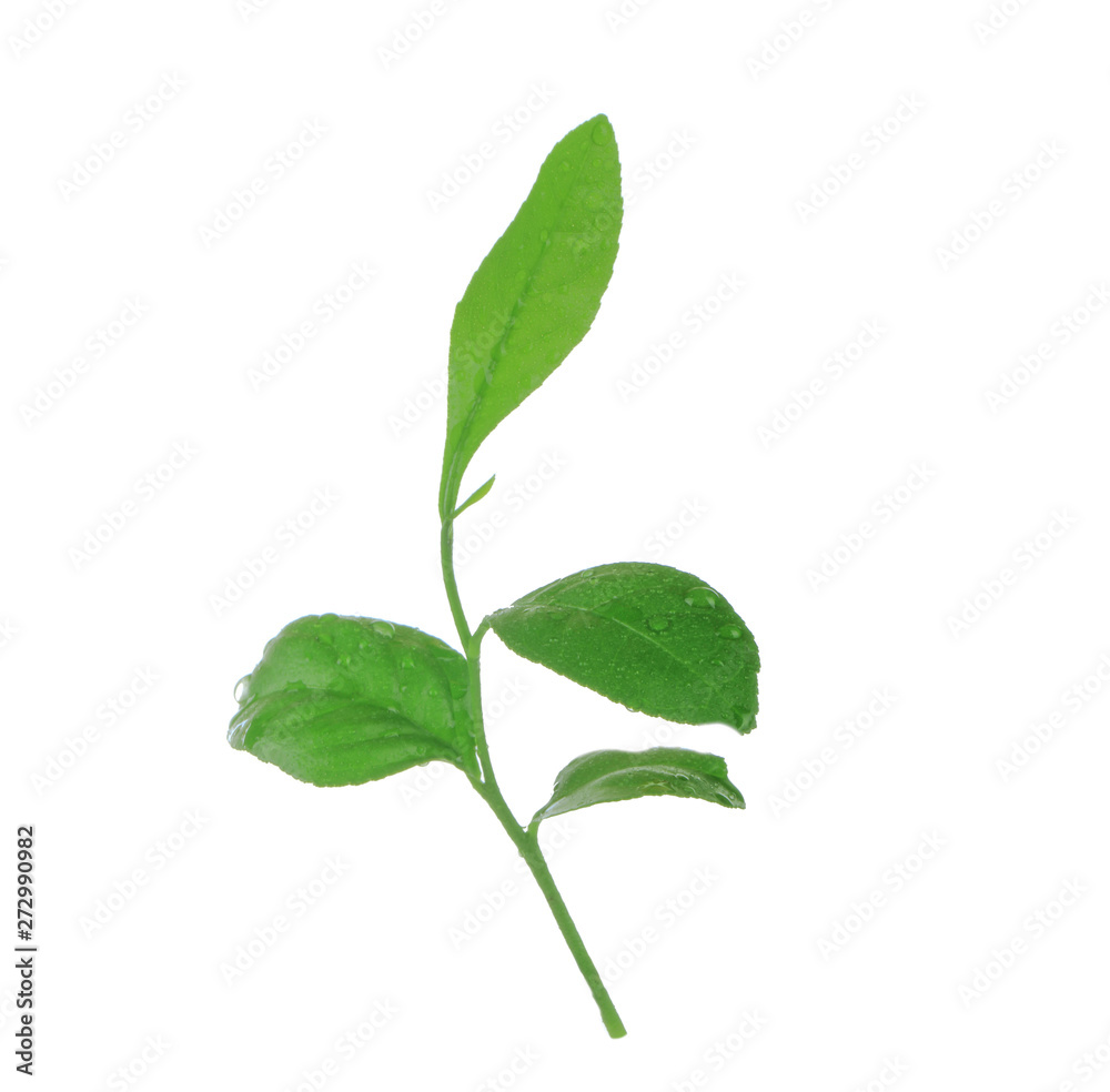 sprout (branch) of orange leaves with water drops isolated on white background sprout (branch) of orange leaves with water drops isolated on white background