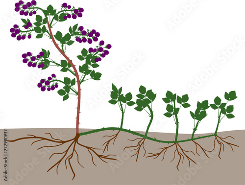 Plant propagation by sucker. Blackberry plant vegetative reproduction scheme isolated on white background