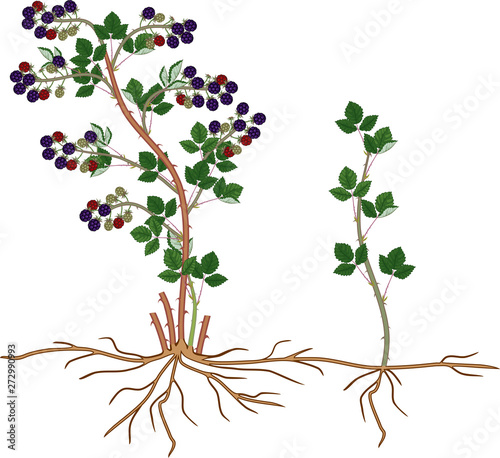 Blackberry plant vegetative reproduction scheme. Floricane with daughter plant isolated on white background