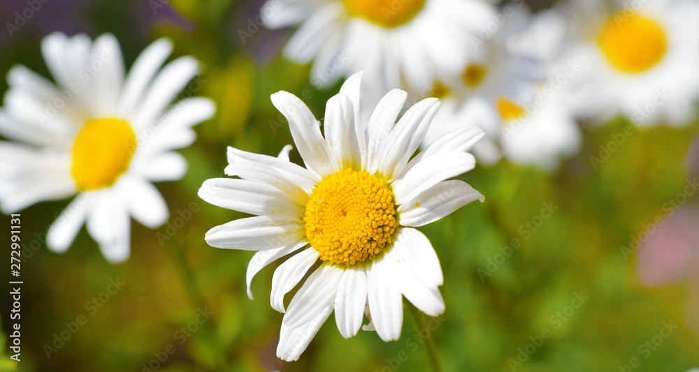 A close-up image of oxeye daisies (Leucanthemum vulgare). A close-up image of oxeye daisies (Leucanthemum vulgare).