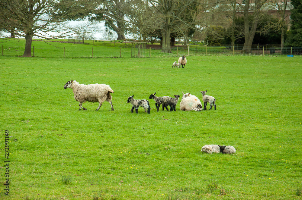 Sheep grazing in an English agricultural landscape. Sheep grazing in an English agricultural landscape.