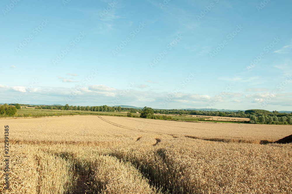 Summertime wheat fields in the British countryside.