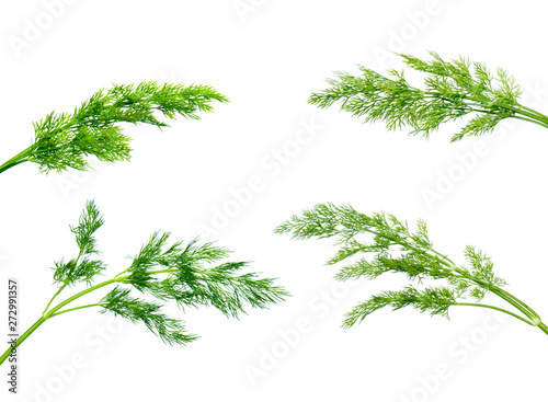 several fresh green dill plants isolated on white background