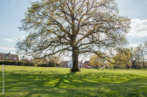 Old oak tree in a English village.