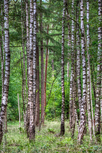 Tall thin birch trees in a forest