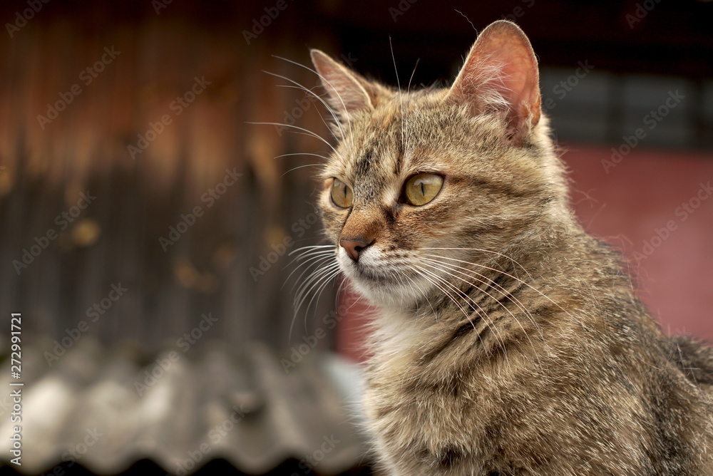 Naklejka premium Cat looks to the side