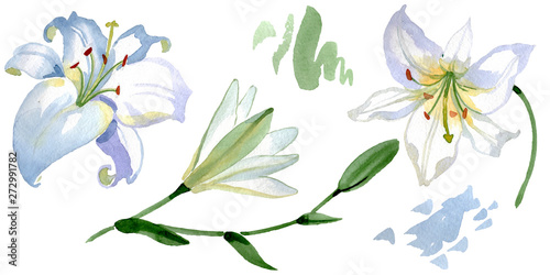Fototapeta Naklejka Na Ścianę i Meble -  White lily floral botanical flowers. Watercolor background illustration set. Isolated lilies illustration element.
