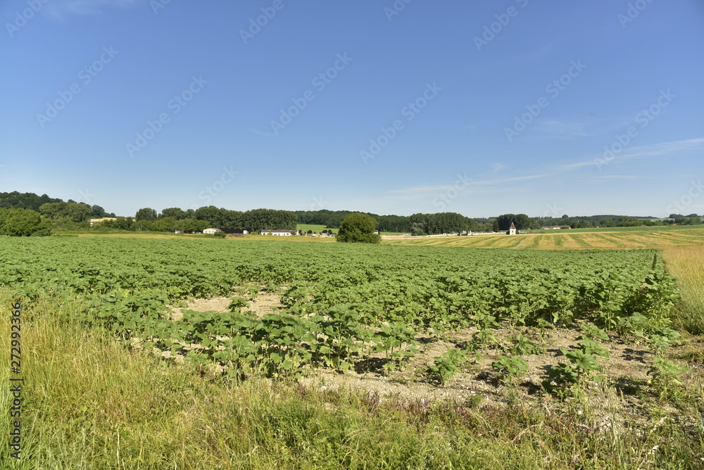Contraste dans la zone boisée en partie sous l'ombre des cumulus ou au soleil vers la vallée de la Lizonne au Périgord Vert Contraste dans la zone boisée en partie sous l'ombre des cumulus ou au soleil vers la vallée de la Lizonne au Périgord Vert