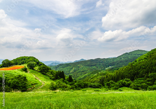 天空の花畑と山々