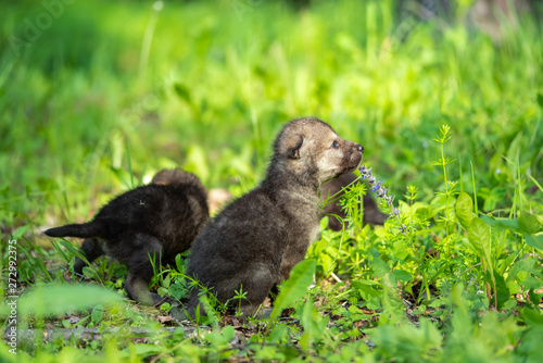 Two weeks old cubs of grey wolf