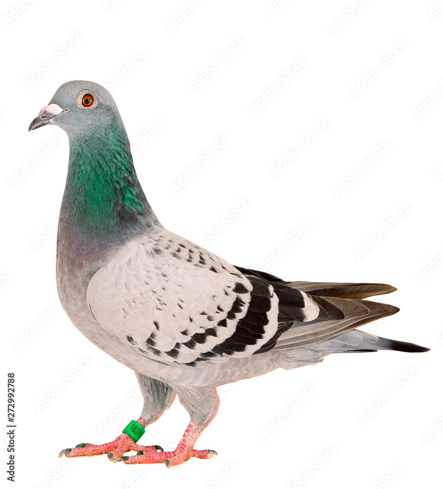 full body of speed racing pigeon bird standing isolate white background full body of speed racing pigeon bird standing isolate white background