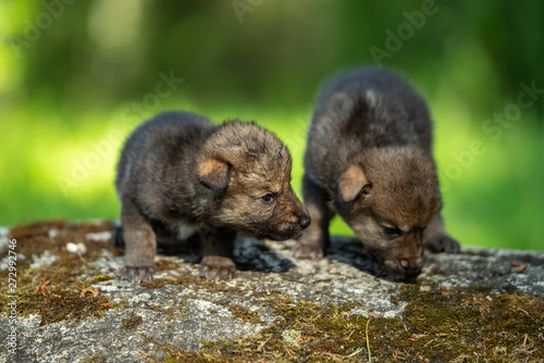 Two weeks old cubs of grey wolf