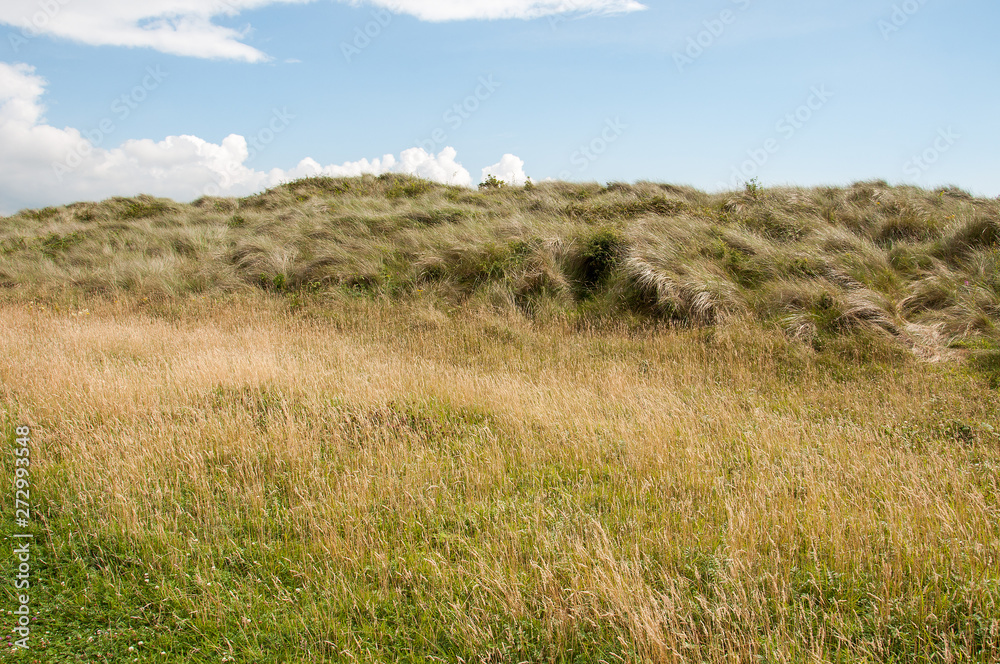 Sand dunes in the summertime.