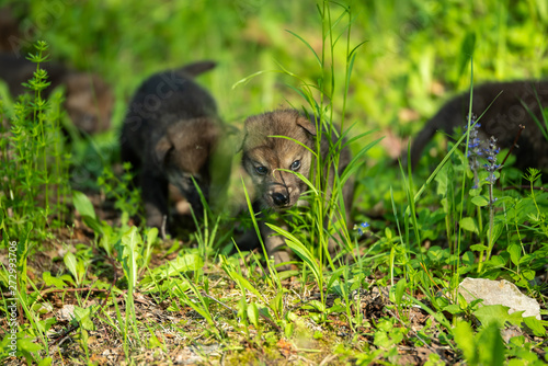 Two weeks old cubs of grey wolf