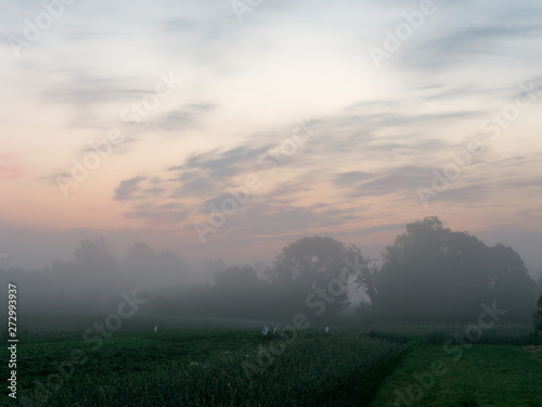 fog at dawn over a field of farmland