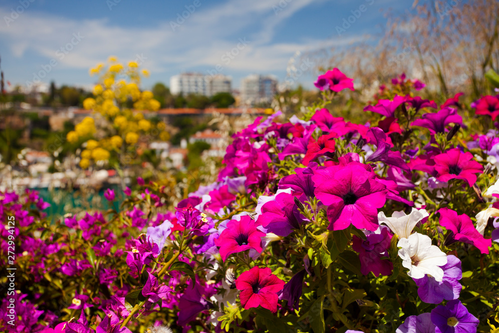 Beautiful flowers  in Turkey, Antalya.