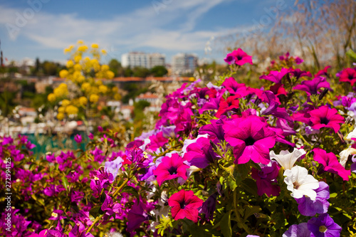 Beautiful flowers  in Turkey  Antalya.