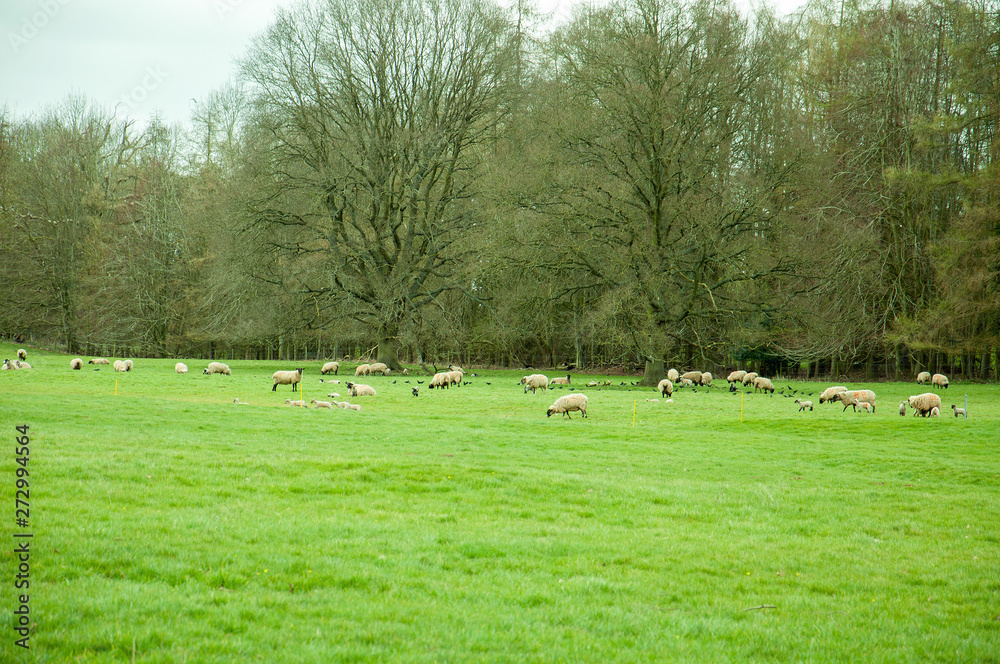Sheep grazing in a springtime meadow. Sheep grazing in a springtime meadow.