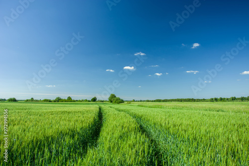 Wheel tracks in green grain  horizon and blue sky