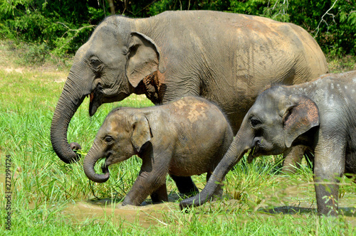 Canvas Print elephant in the zoo