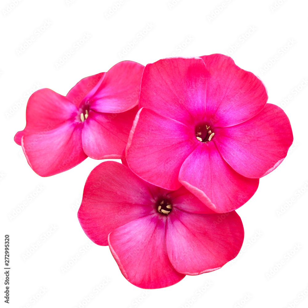 Isolated phlox flowers on white background Isolated phlox flowers on white background