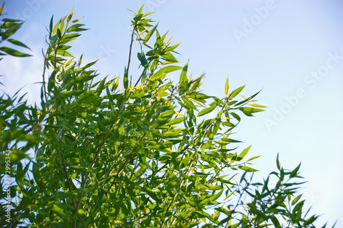 willow branches with green leaves summer sun background