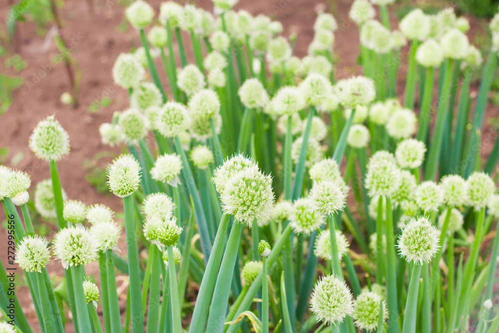 onion growing in the garden in the garden onion growing in the garden in the garden