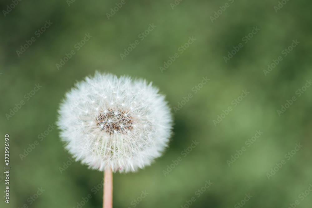 close up view of fluffy dandelion on blurred green background close up view of fluffy dandelion on blurred green background