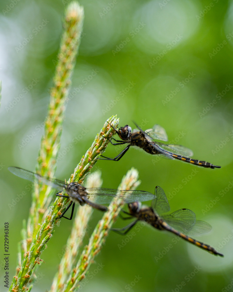 Dragon flies of spring gathering on pine tree close-up photography in nature Dragon flies of spring gathering on pine tree close-up photography in nature