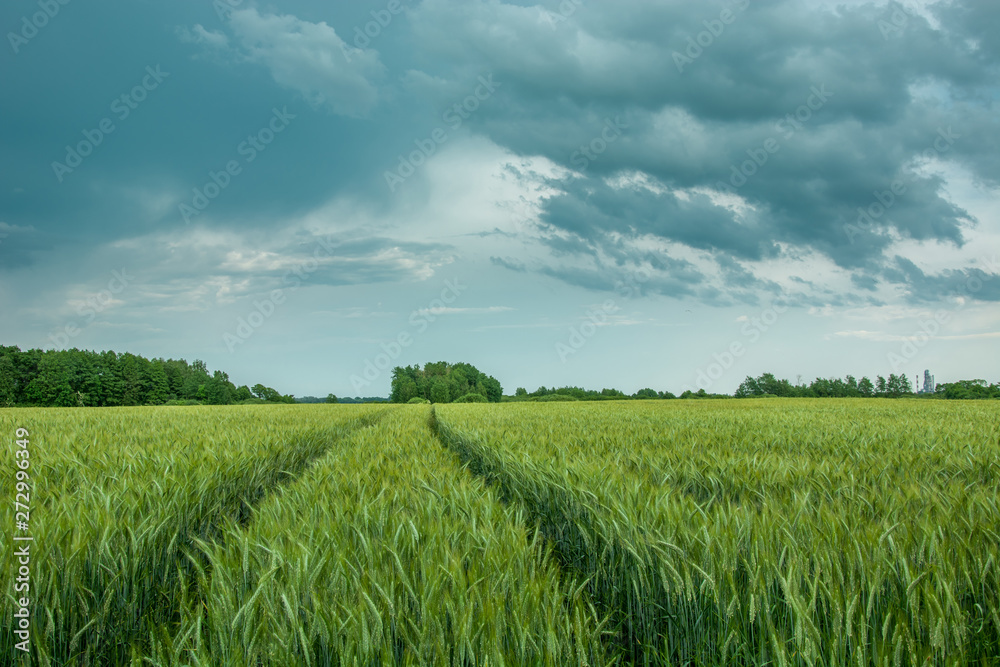 Wheel tracks through a green field, trees on the horizon and storm clouds on the sky Wheel tracks through a green field, trees on the horizon and storm clouds on the sky