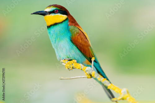 bee-eater sits on a beautiful mossy branch