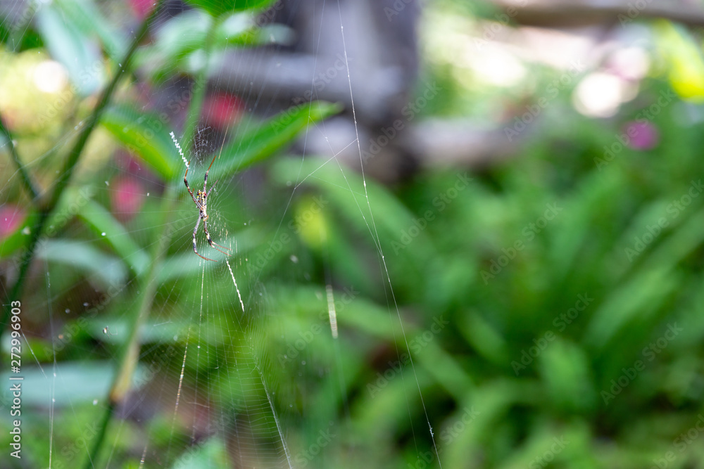 close up spider and wide cobweb in front garden with bright sunrise close up spider and wide cobweb in front garden with bright sunrise