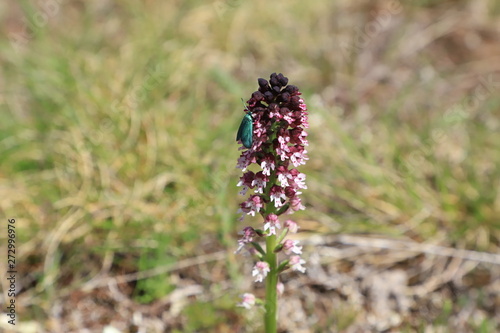 orchidée sauvage des Causse photo