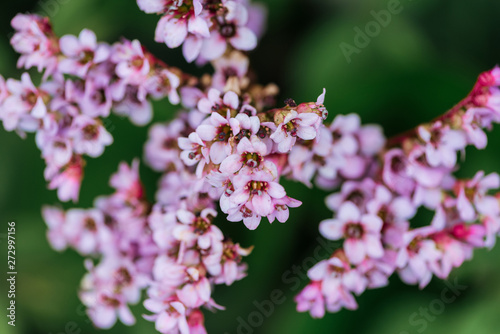 close up view of blossoming flowers on tree branches