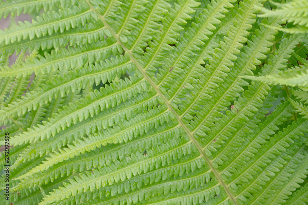 closeup of male fern leaf closeup of male fern leaf