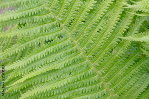 closeup of male fern leaf