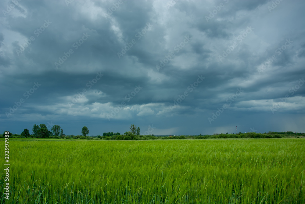 Green field of barley, trees on the horizon and rainy stormy clouds on the sky